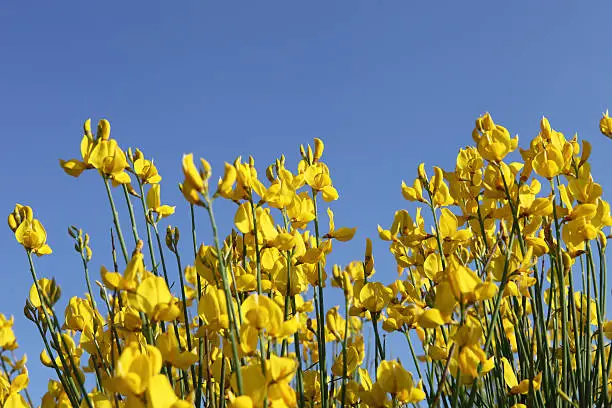 Spanish Broom, Spartium junceum flowers on blue sky