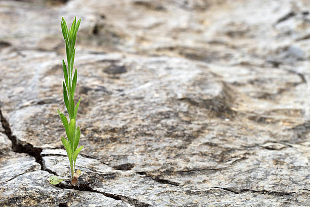 A lone plant growing out of a rock crevice