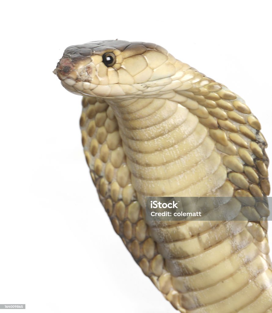 Cobra cabeça em branco - Royalty-free Branco Foto de stock