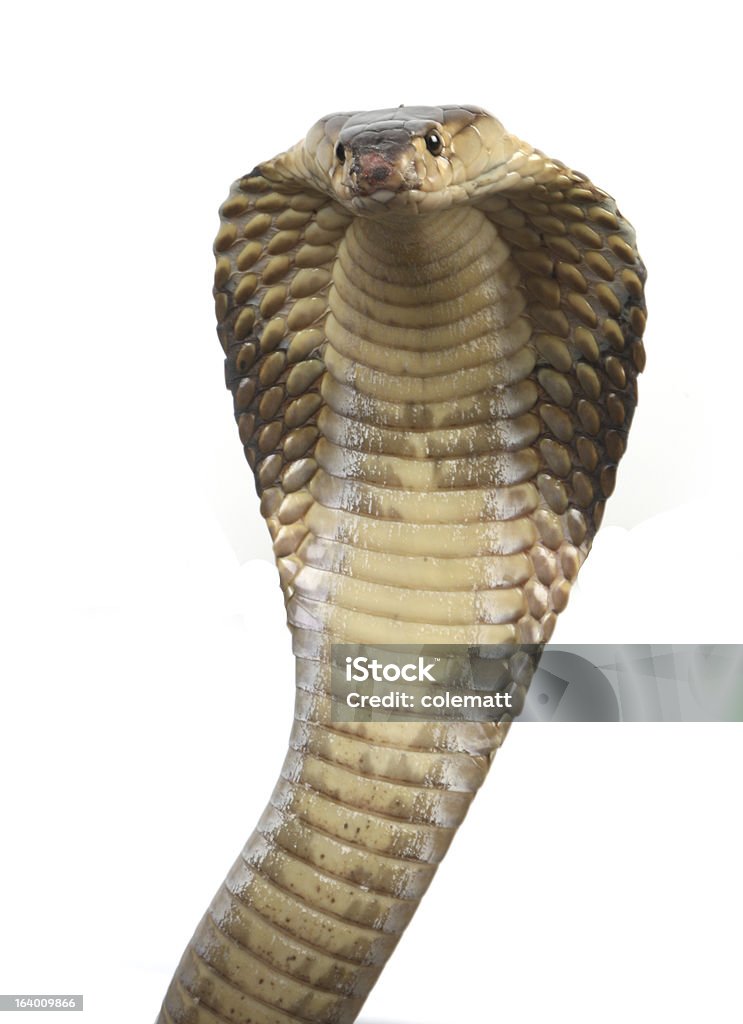 King cobra Studio shot of a king cobra on white background Snake Stock Photo