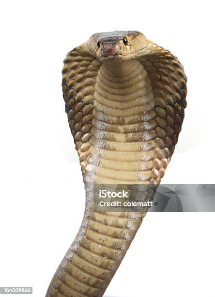 Cobrareal - Fotografias de stock e mais imagens de Cobra - Cobra, Naja, Cobra-real