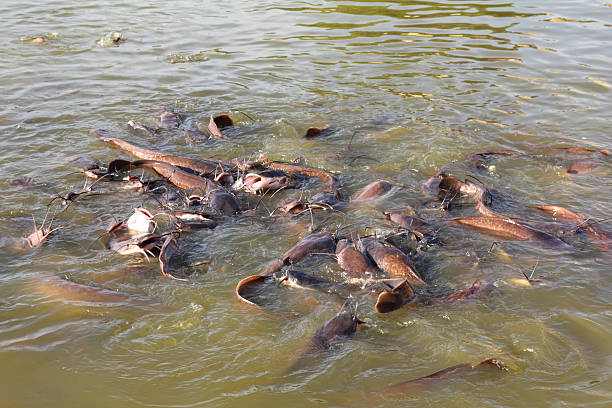 istock many fish splashing in lake 164010375