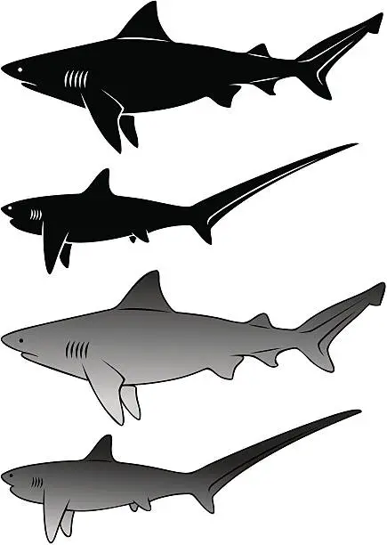 Vector illustration of shark