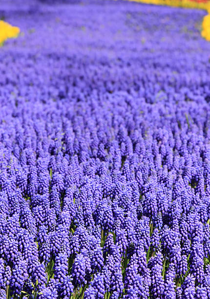 istock Tulipa and Bluebells 164010422