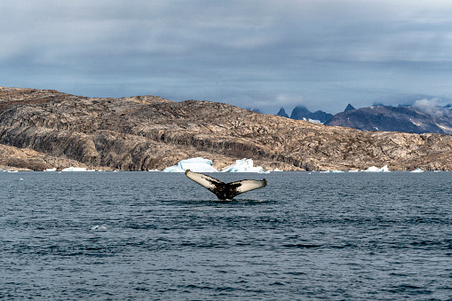 humpback whale between Arctic glaciers in Greenland