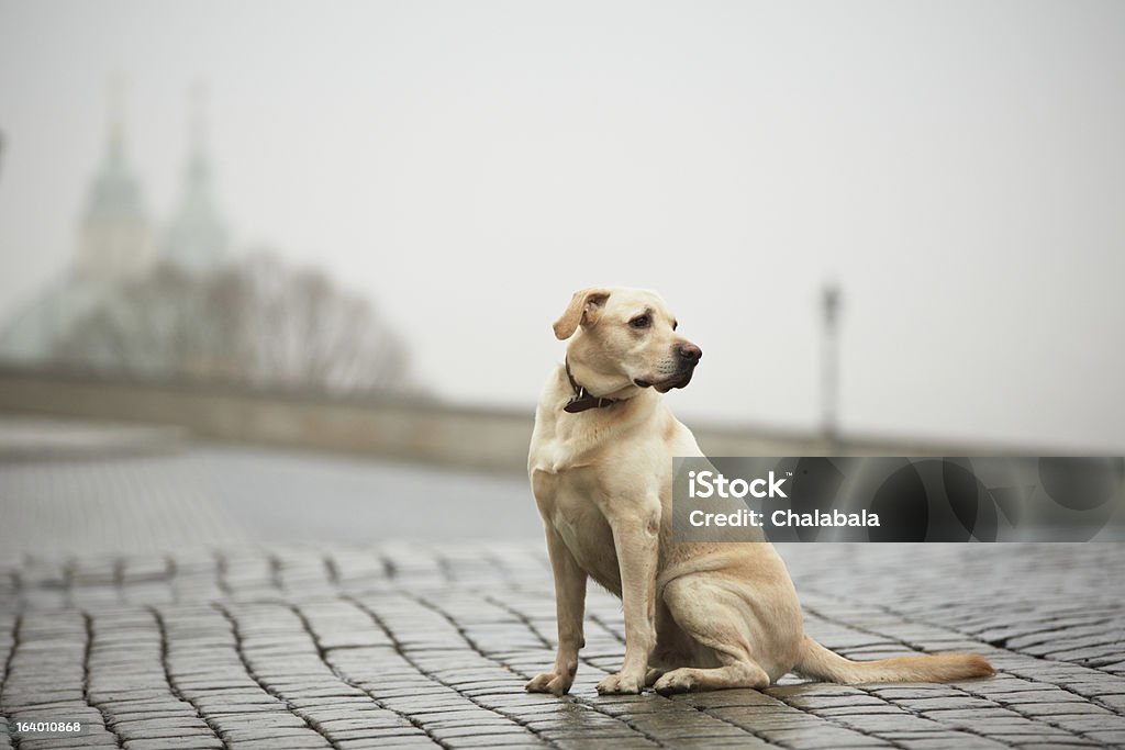 Lonely 犬 - 犬のロイヤリティフリーストックフォト