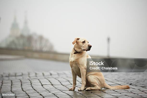 Lonely 犬 - 犬のストックフォトや画像を多数ご用意 - 犬, 迷う, かすみ