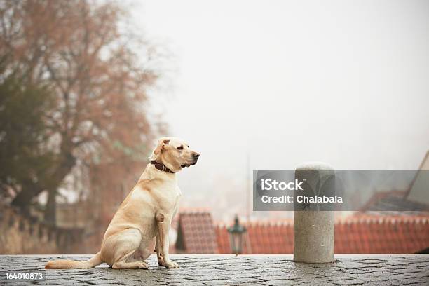 Lonely Dog Stock Photo - Download Image Now - Animal, Building Exterior, Built Structure