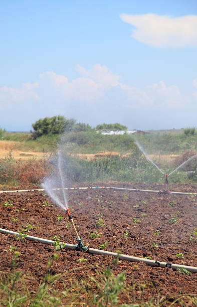 irygacja - irrigation equipment crop agricultural sprinkler homegrown produce zdjęcia i obrazy z banku zdjęć