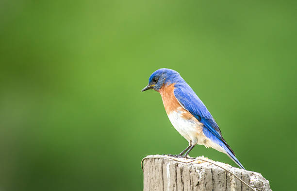 istock Bluebird on the Fence Post 164011420