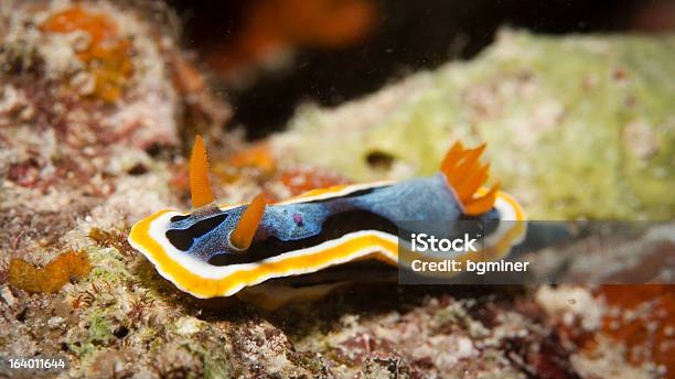 Wunderschöne Elisabeths Chromodoris Stockfoto und mehr Bilder von Australien - Australien, Nacktkiemer, Biologie