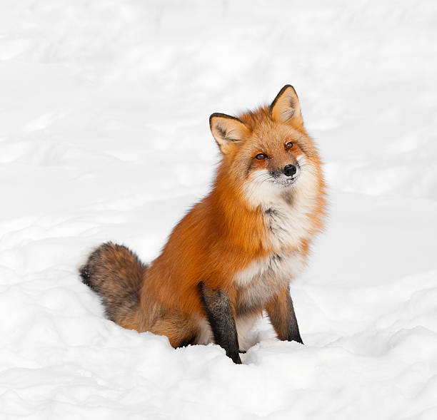 istock Red Fox (Vulpes vulpes) Sits in Snow with Cocked Head 164011769
