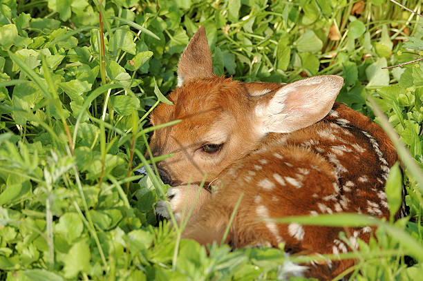 istock Whitetail Deer Fawn 164011794