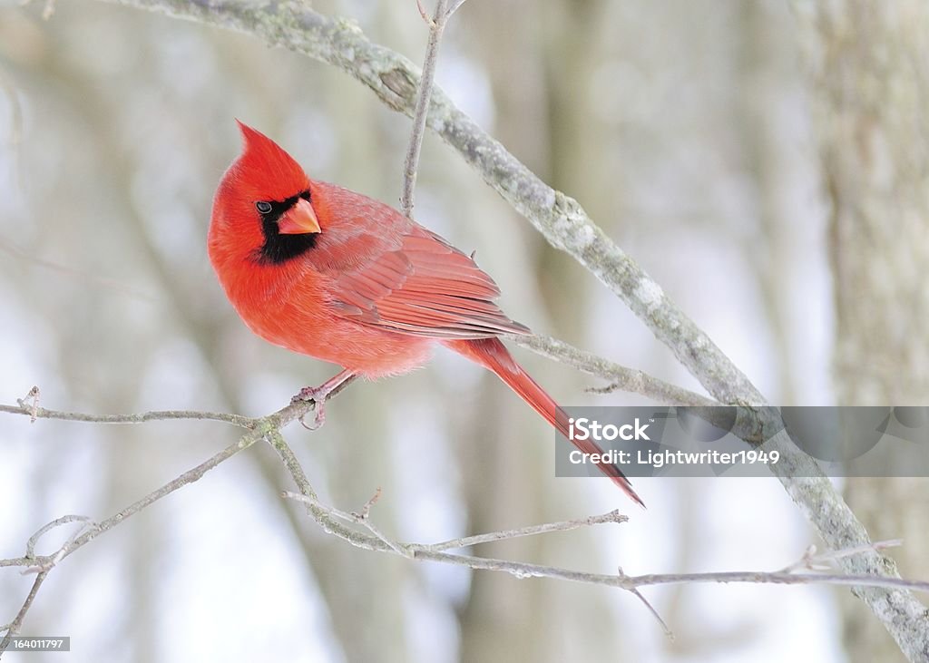 Мужской Cardinal - Стоковые фото Northern Cardinal роялти-фри