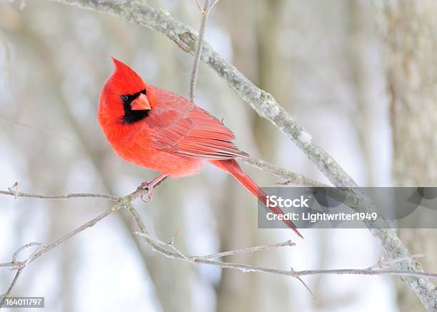 Мужской Cardinal — стоковые фотографии и другие картинки Northern Cardinal - Northern Cardinal, Без людей, Горизонтальный