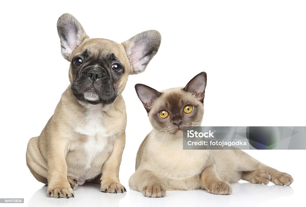 Chien et chat sur un fond blanc - Photo de Amitié libre de droits