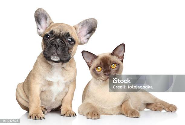 Photo libre de droit de Chien Et Chat Sur Un Fond Blanc banque d'images et plus d'images libres de droit de Amitié - Amitié, Animaux de compagnie, Assis