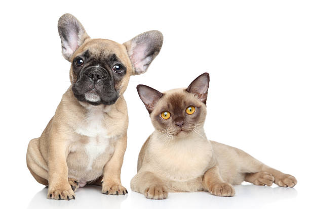 istock Dog and cat on a white background 164012826