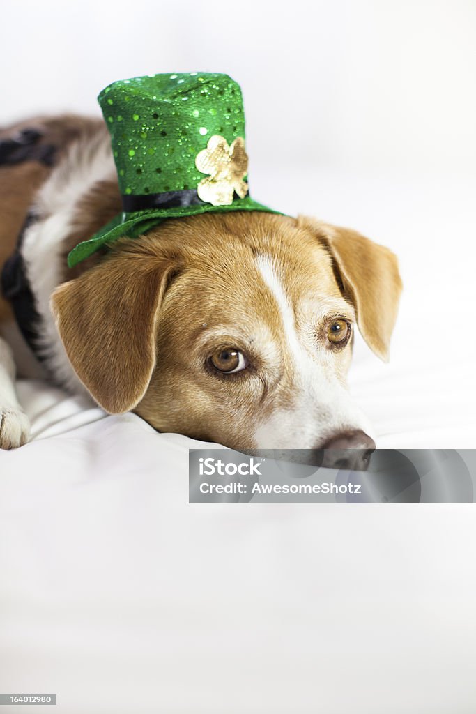 Süßer Hund mit Mütze für St. Patrick's Day-Spaß - Lizenzfrei Haustier Stock-Foto