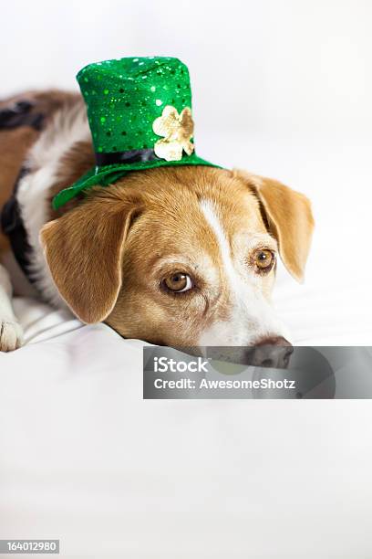 Süßer Hund Mit Mütze Für St Patricks Dayspaß Stockfoto und mehr Bilder von Haustier - Haustier, Leprechaun-Kobold, Saint Patricks-Tag