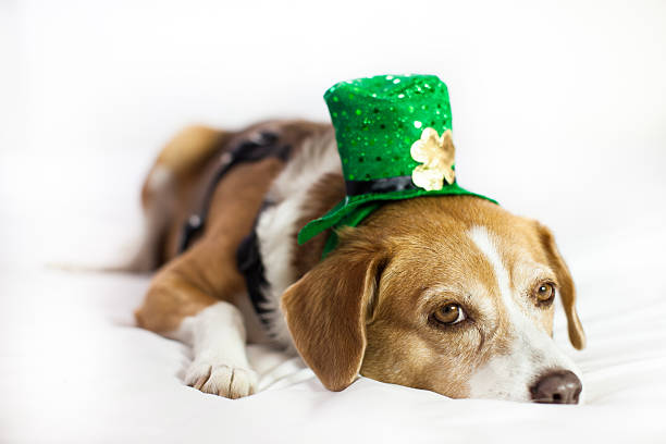 linda perro usando sombrero de st patrick's day diversión - st patricks day dog irish culture leprechaun fotografías e imágenes de stock