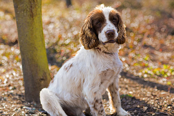 istock English Springer Spaniel resting after a hunt 164012989