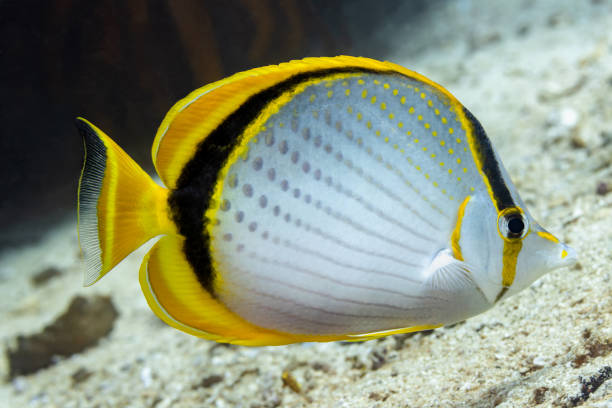 żółtokropkowany motyl chaetodon selene, triton bay, indonezja - chaetodon zdjęcia i obrazy z banku zdjęć