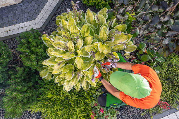 istock Caucasian Gardener Pruning Garden Plants 1640146114