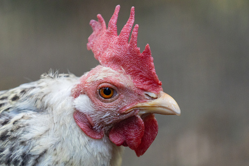 Close-up of a white broiler hen.