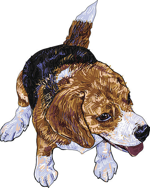 ilustrações, clipart, desenhos animados e ícones de beagle de estar - tracing red pets dog