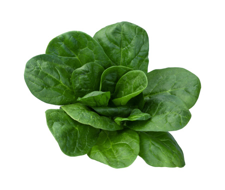  Fresh green spinach bunch. Spinach is vegetable  with large dark green leaves that are eaten raw or cooked as a vegetable. The image is shown at an angle, and is in full focus from front to back.