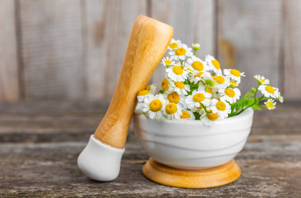 Chamomile flowers in mortar on a textured wooden table. Healing herbs. Alternative medicine. Healing. Homeopathy.Natural herbal organic cosmetics concept.Natural tea.Place for text. Copy space. flores de manzanilla en mortero sobre una mesa de madera texturizada. hierbas curativas. medicina natural. curación. homeopatía.concepto de cosmética orgánica a base de hierbas naturales. té natural. lugar para el texto. espacio de copia.