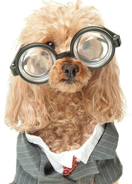 istock Nerdy Business Pooch with Big Glasses 164018149