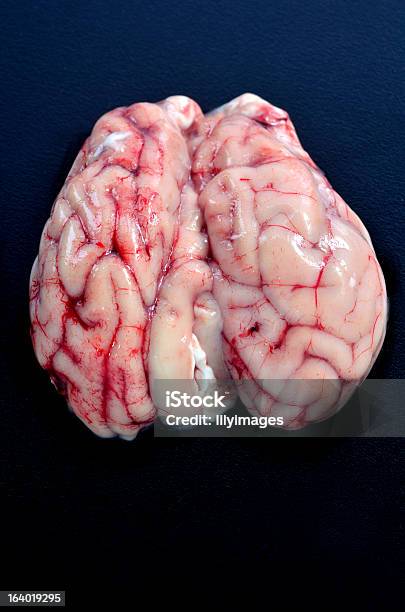 Gehirn Stockfoto und mehr Bilder von Schweinefleisch - Schweinefleisch, Tierhirn, Cholesterin