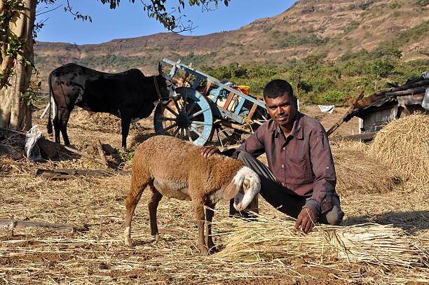 Indian young farmer with goat and cow Indian young farmer boy near his hut giving food to his goat. a rural scene bullock cart and cow behind... village maharashtra stock pictures, royalty-free photos & images