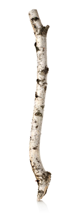 Trunk or branch of a birch isolated on a white background