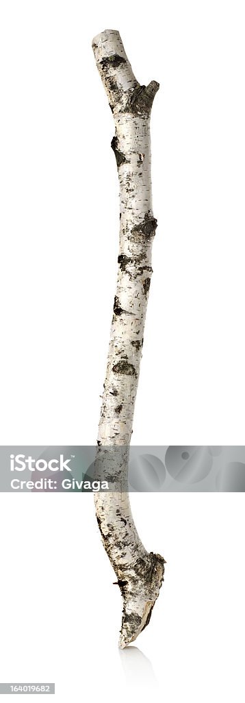 Bunch Of Green Birch Twigs Isolated On White Stock Photo - Download Image  Now - Sauna, Birch Tree, Cut Out - iStock