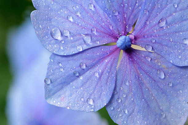 Hydrangea flower close-up.