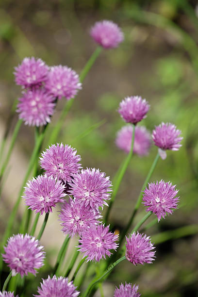 cebolinhos - chive blossom imagens e fotografias de stock