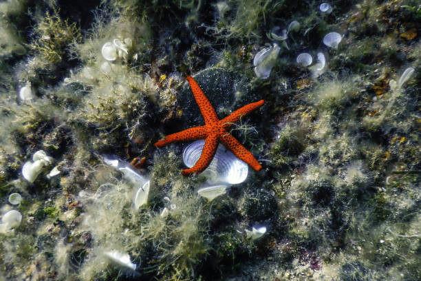 Red Starfish on the Sea Floor