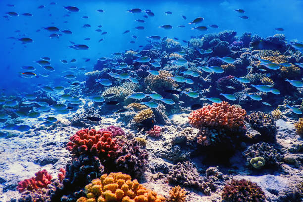 istock Underwater view of the coral reef, Tropical waters 1640201629