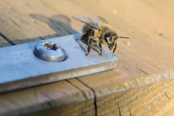 istock Honey Bee on a blooming blossom 1640203845