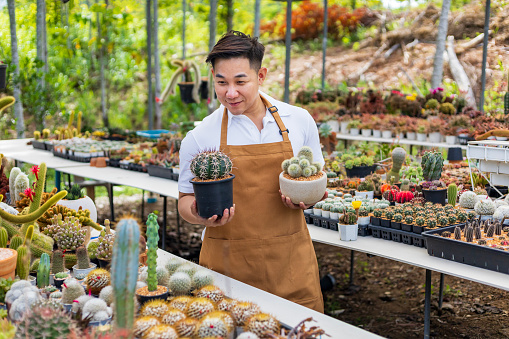 Asian gardener is working inside the greenhouse full of cactus plants collection while carrying pot of young plant for ornamental garden and leisure hobby