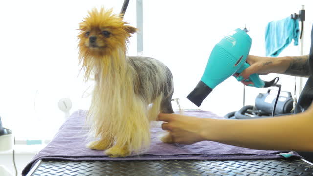 Pomeranian Dog With Alopecia X Disease in Pet Grooming Salon