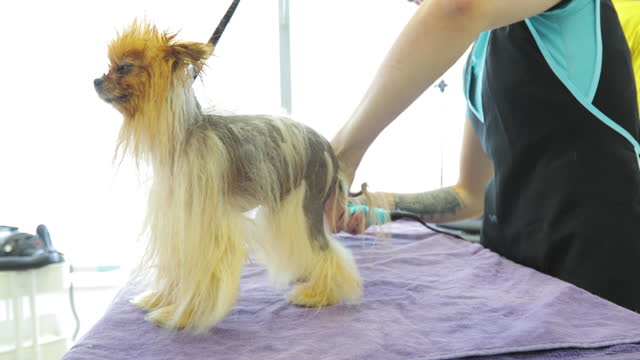 Animal Groomer Working on Pomeranian Dog With Alopecia X Disease