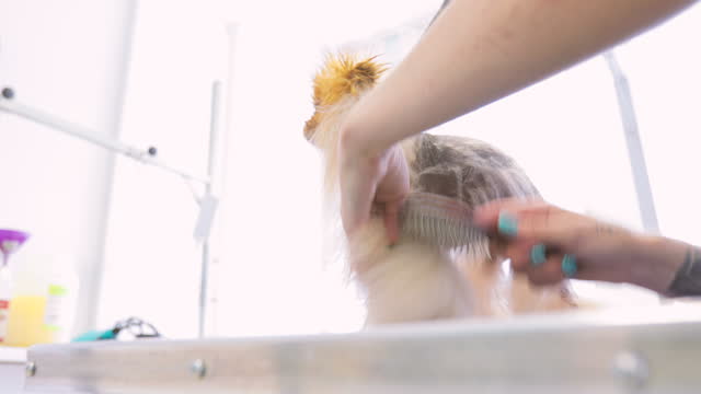 Woman Animal Groomer Combing Pomeranian Dog With Alopecia X Disease