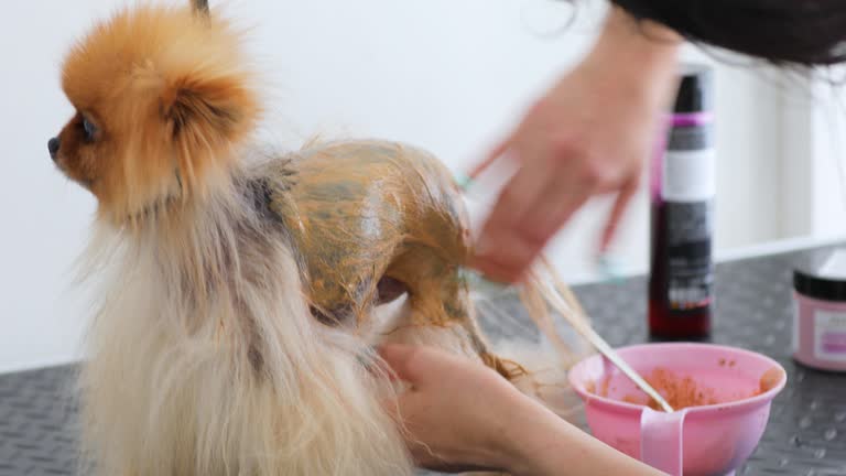 Pet Groomer Applying Clay on Dog's Skin for Alopecia X Treatment