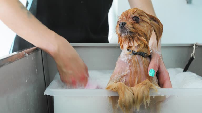 Cute Pomeranian Dog Enjoying Bath Treatment in Pet Salon