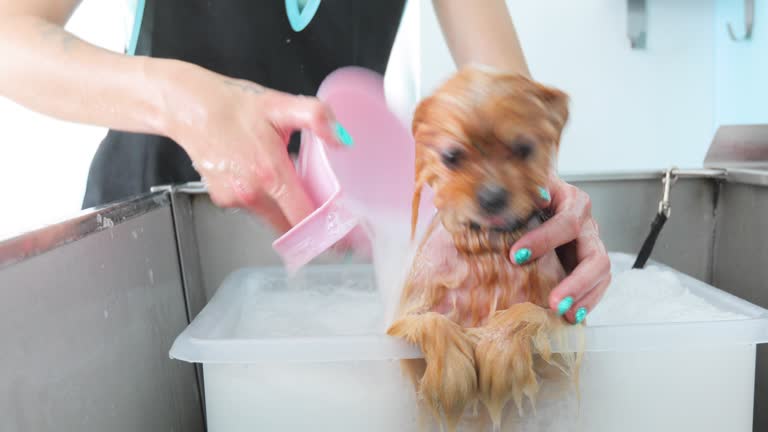 Animal Groomer 
Giving a Pomeranian Dog  Bath Treatment
