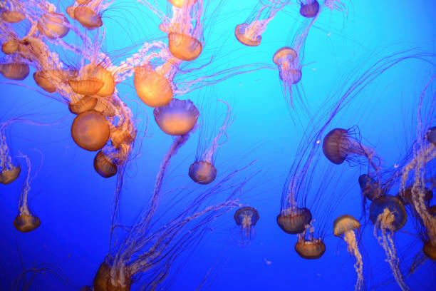Jellyfisch